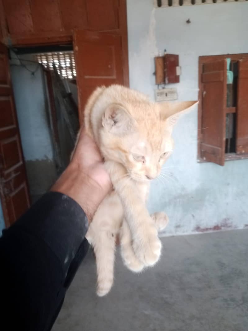 میل اور فیمیل برٹش شارٹ ہیر نوچ فیس ہے 4