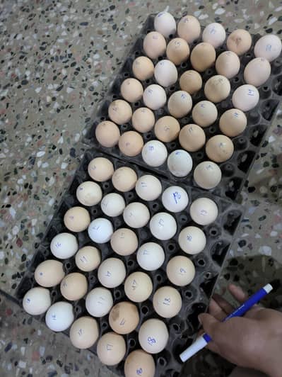 Desi eggs (03444608899)