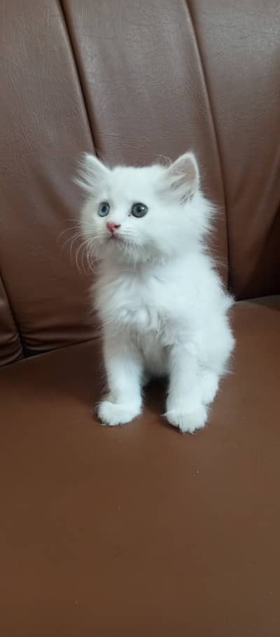 Kittens available good quality