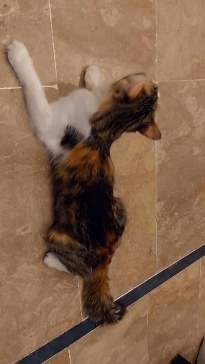 Innocent Cute Kitty For Sale
