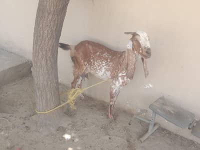 goat makhi cheeni nasal