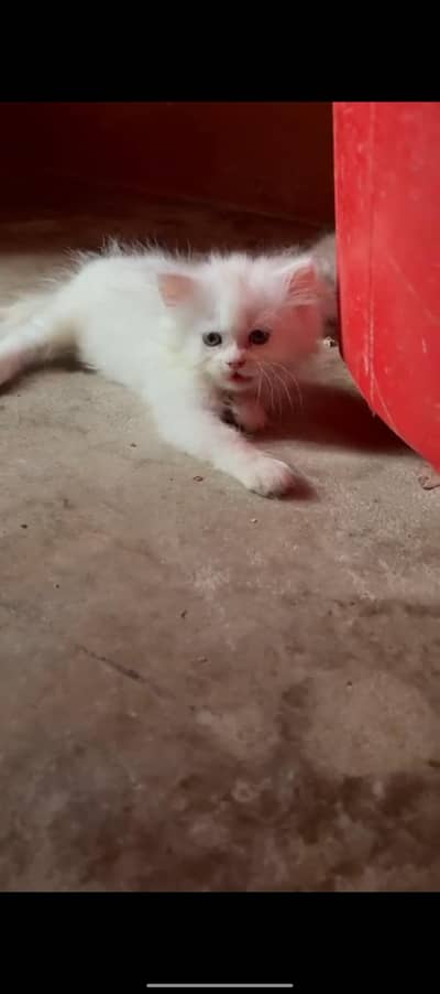 white male kitten for sale