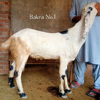 Bakra Bakery for sale