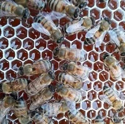 pure honey