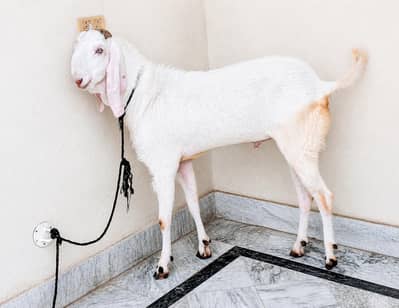 Qurbani k liye best healthy bakray – White 2 daant & Brown 4 daant