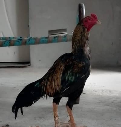 karibaz aseel murgha for sale