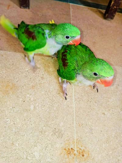Raw Kashmiri jumbo size chicks pair