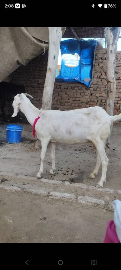 4 dant gaban Bakri Hai 4 month Lagi huwi hai