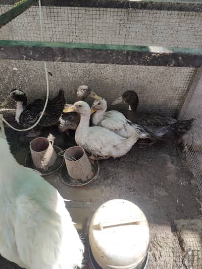 local ducks