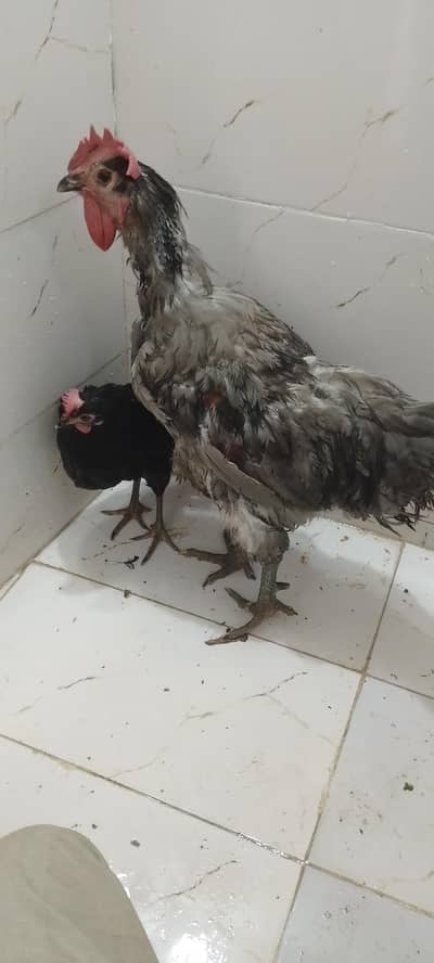 Murgi Australorp  aur murga Golden Buff ha .