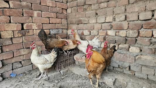 Hen & Rooster / Ghar ke Palay Huway Murghay aur Murghiyan Sale