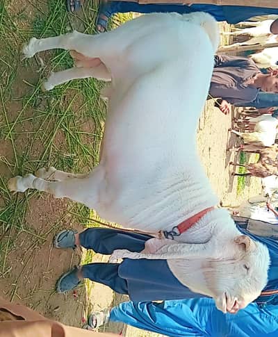 6 daant Gulabi Full heavy Breeder 130kg live weight