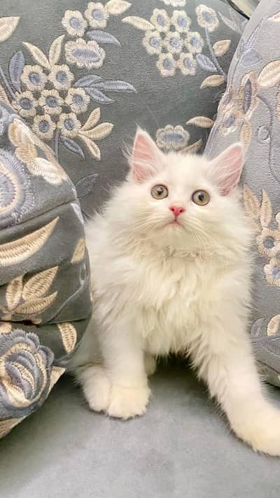 Persian cat for sale my WhatsApp number  03703659905