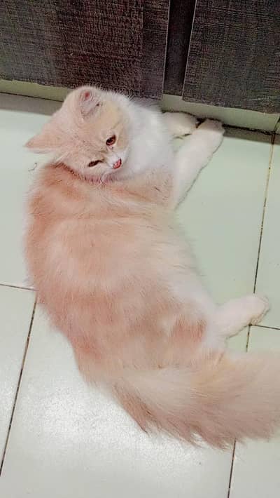 kitten
