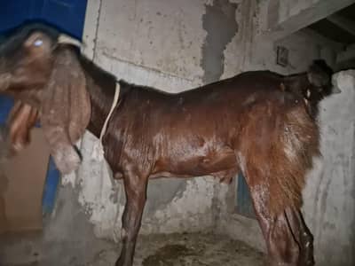 qurbani animal