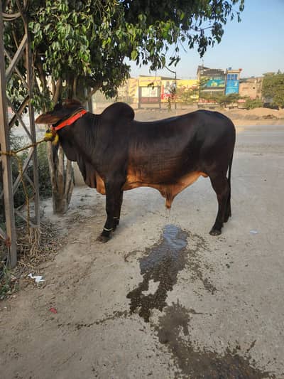 sahiwal wacha fresh 2 dant