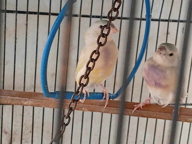 gouldian split blue split ino 0