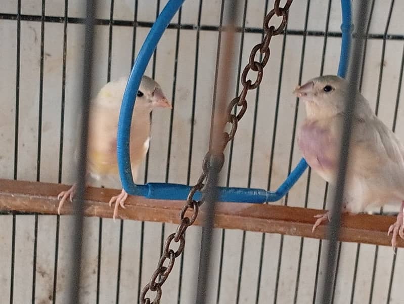 gouldian split blue split ino 1