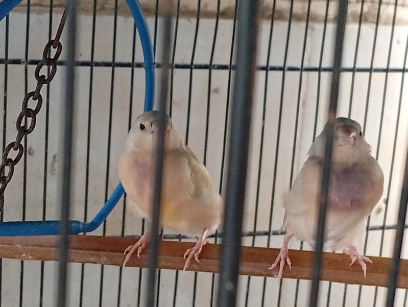 gouldian split blue split ino 2