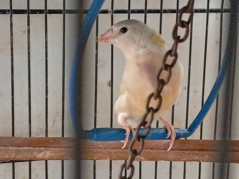 gouldian split blue split ino 3