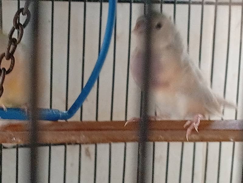 gouldian split blue split ino 4