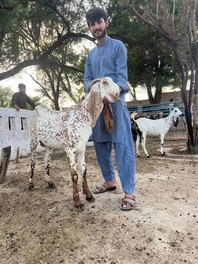 Qurbani ka bakra! 6 daant wala