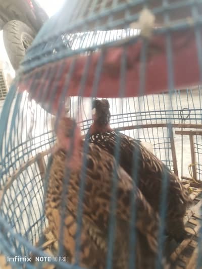Teetar for sale sale sale