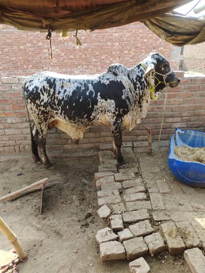 Sahiwal Bachra | Cow | Bull | Qurbani bull | 2 Dant Bachra | Desi