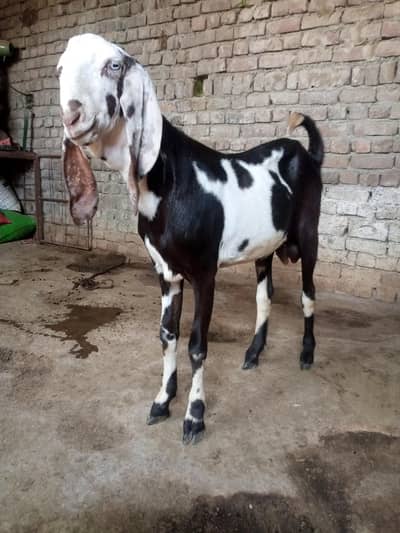 khubsurat beetle bakra Umar 2 dant sehatman haldi active