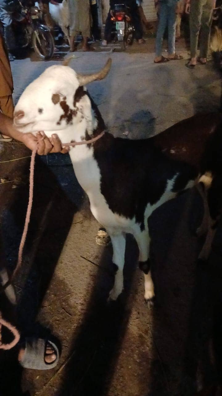 BAKRA 0