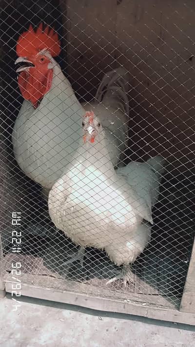 fancy hens