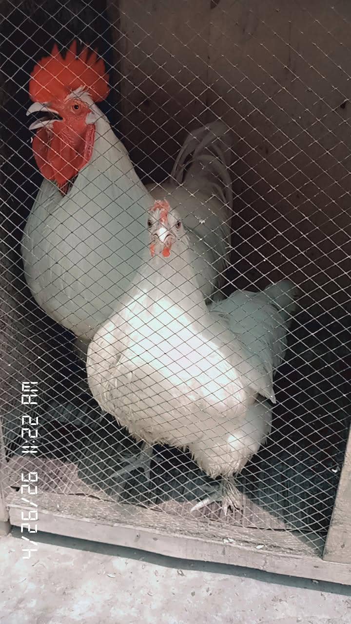 fancy hens 0