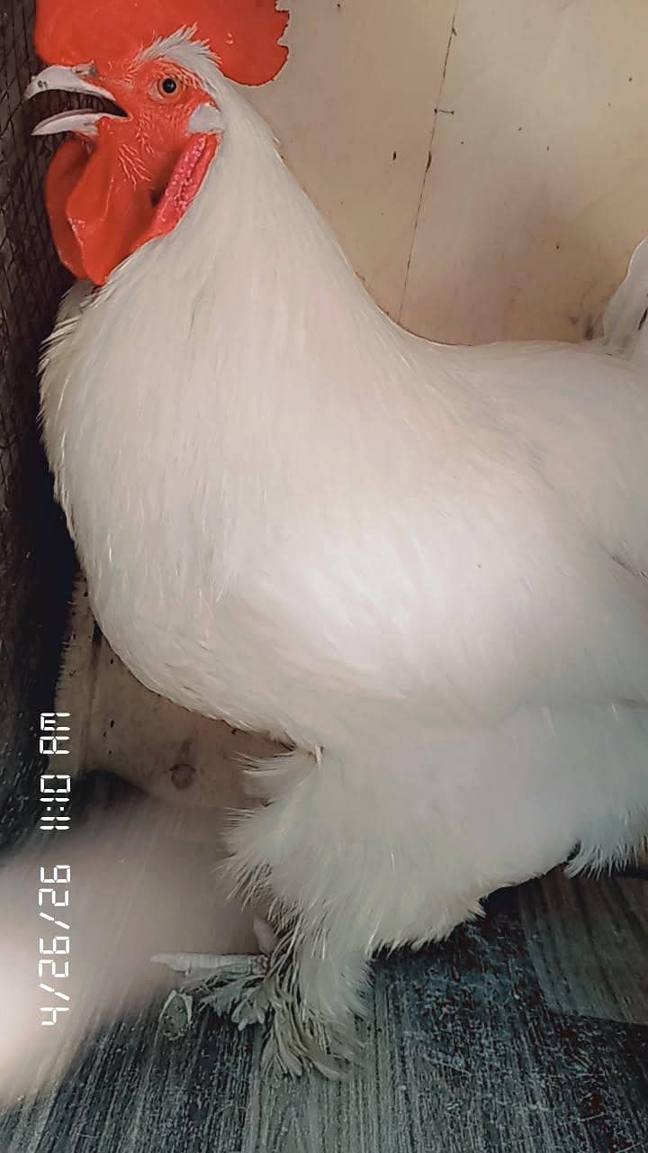 fancy hens 1