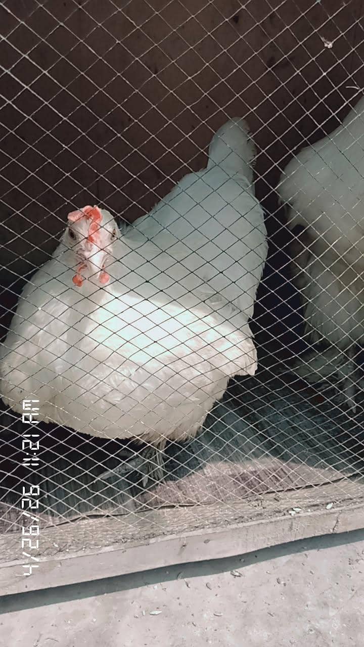fancy hens 2