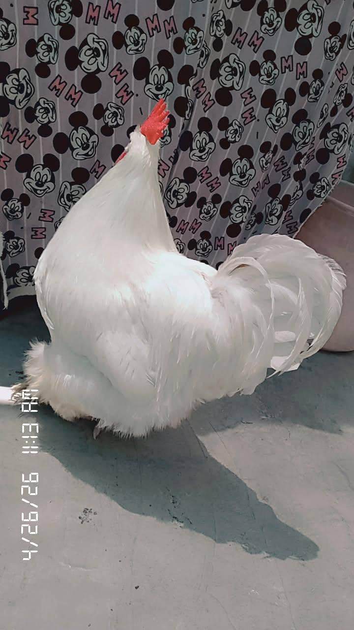 fancy hens 3