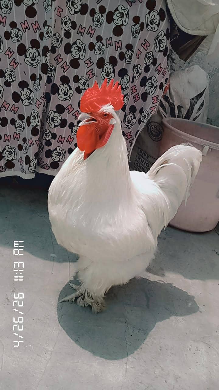 fancy hens 4