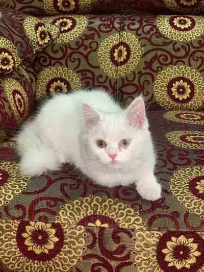 cat for sale