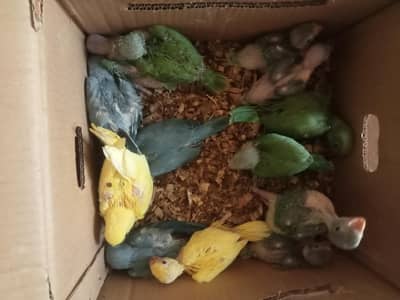 Ringneck parrot baby available