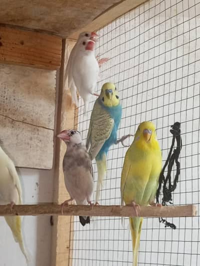 Australian parrot ,,java ,zabria frinch 03224699523