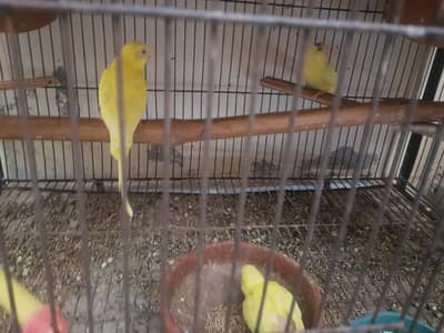 4 pair budgie