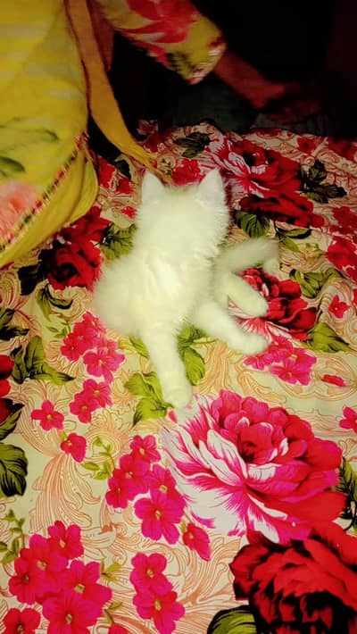 Kittens  for sale