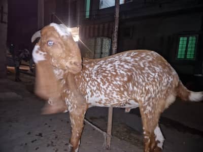 qurnani animal