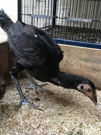 Aseel Dragen Pakoya 1 M 2 Female
