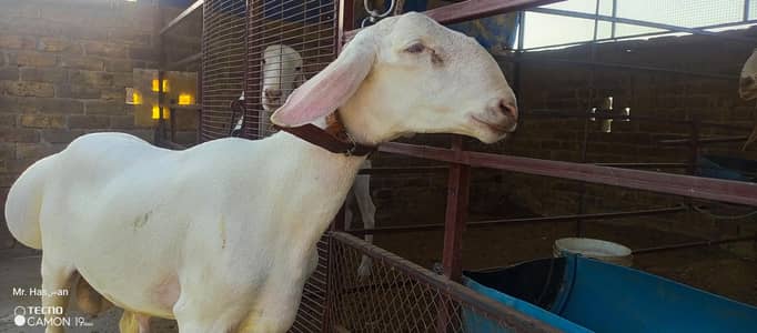 2 Sheep for sale 03455085421