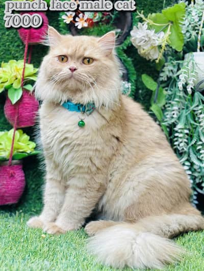 persian beautiful  cats male and females