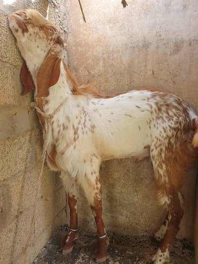 bakra  for sale