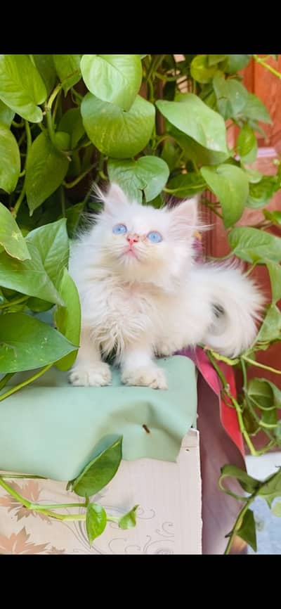 Persian kitten
