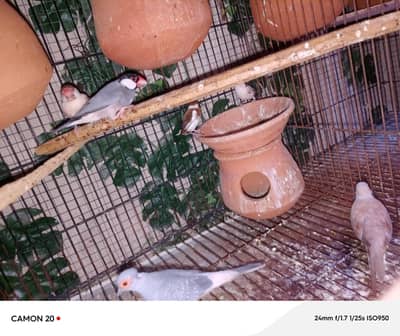 fawan jawa finches, banglies , diamond doves,quails,batery ,silver jaw