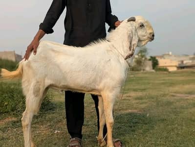 qurbani k lya Bakra heavyweight