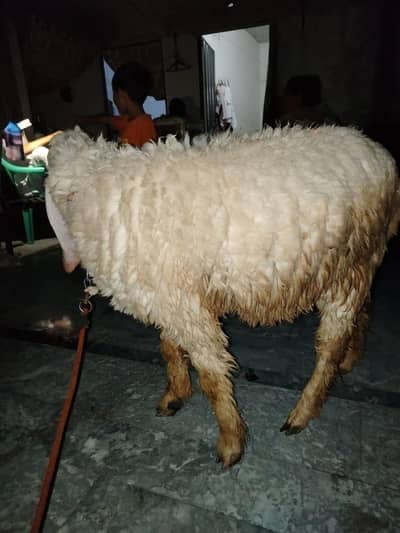 beautiful qurbani available 2026 age : 11 month